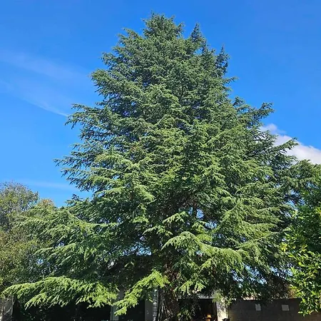 Appartement Du Cedre